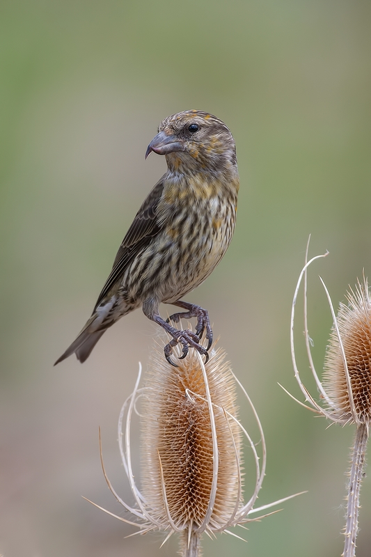 Red Crossbill (Female), Cabin Lake "Guzzlers," Deschutes National Forest, Near Fort Rock, Oregon