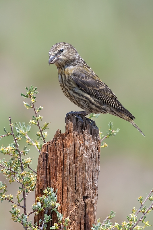 Red Crossbill (Female), Cabin Lake "Guzzlers," Deschutes National Forest, Near Fort Rock, Oregon