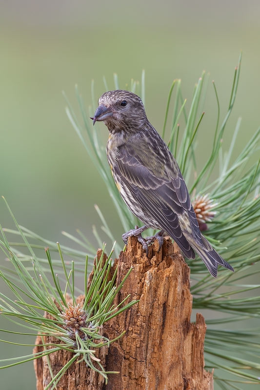 Red Crossbill (Female), Cabin Lake "Guzzlers," Deschutes National Forest, Near Fort Rock, Oregon