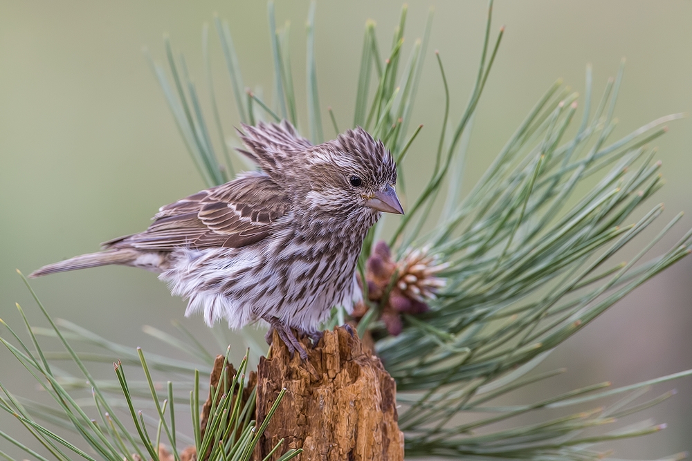 Cassin's Finch (Female), Cabin Lake "Guzzlers," Deschutes National Forest, Near Fort Rock, Oregon