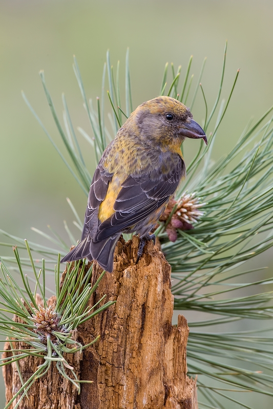 Red Crossbill (Male), Cabin Lake "Guzzlers," Deschutes National Forest, Near Fort Rock, Oregon