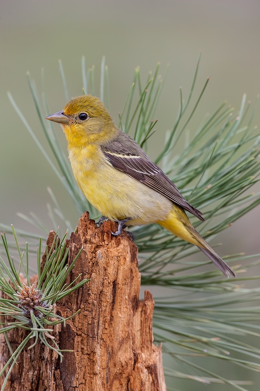 Western Tanager (Female), Cabin Lake "Guzzlers," Deschutes National Forest, Near Fort Rock, Oregon