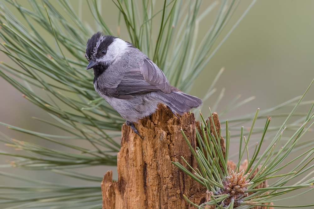 Mountain Chickadee, Cabin Lake "Guzzlers," Deschutes National Forest, Near Fort Rock, Oregon