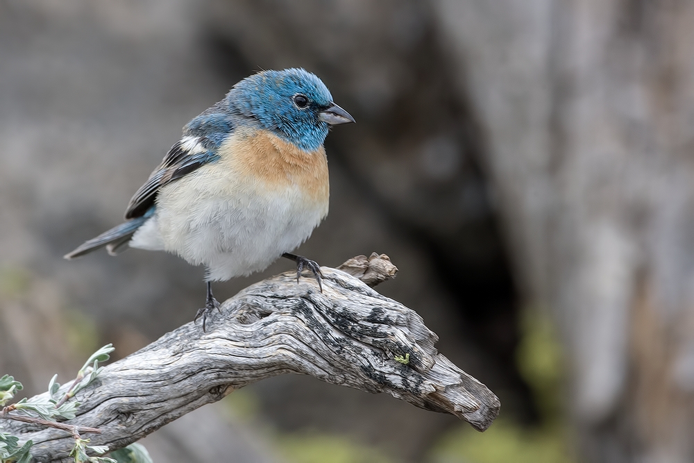 Lazuli Bunting, Cabin Lake "Guzzlers," Deschutes National Forest, Near Fort Rock, Oregon