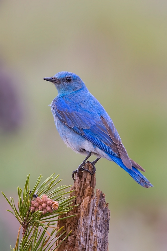 Mountain Bluebird, Cabin Lake "Guzzlers," Deschutes National Forest, Near Fort Rock, Oregon