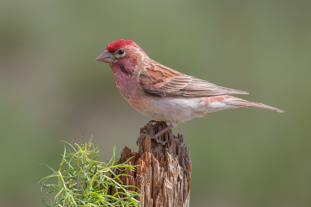 Cassin's Finch (Male), Cabin Lake "Guzzlers," Deschutes National Forest, Near Fort Rock, Oregon