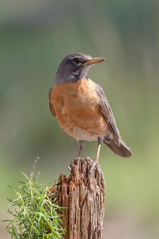 American Robin, Cabin Lake "Guzzlers," Deschutes National Forest, Near Fort Rock, Oregon