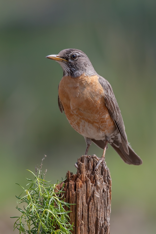 American Robin, Cabin Lake "Guzzlers," Deschutes National Forest, Near Fort Rock, Oregon