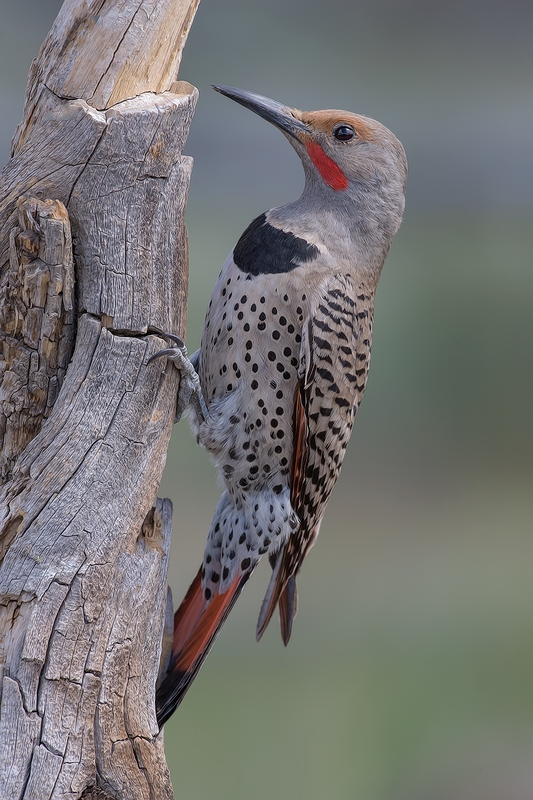 Northern Flicker (Male), Cabin Lake "Guzzlers," Deschutes National Forest, Near Fort Rock, Oregon