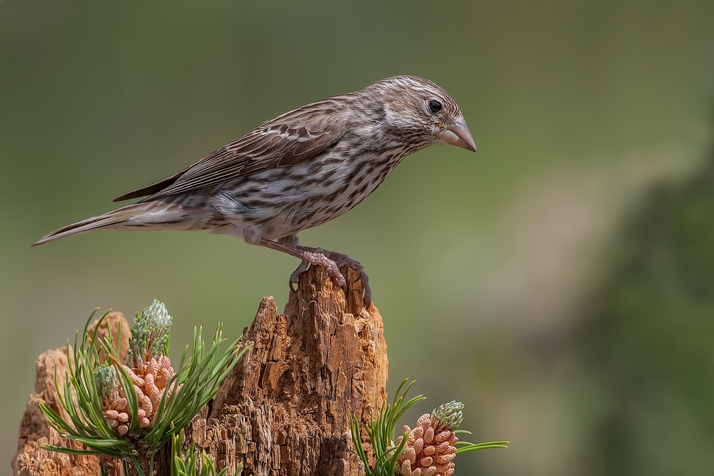 Cassin's Finch (Female), Cabin Lake "Guzzlers," Deschutes National Forest, Near Fort Rock, Oregon