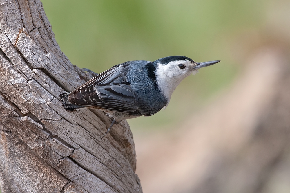 White-Breasted Nuthatch, Cabin Lake "Guzzlers," Deschutes National Forest, Near Fort Rock, Oregon