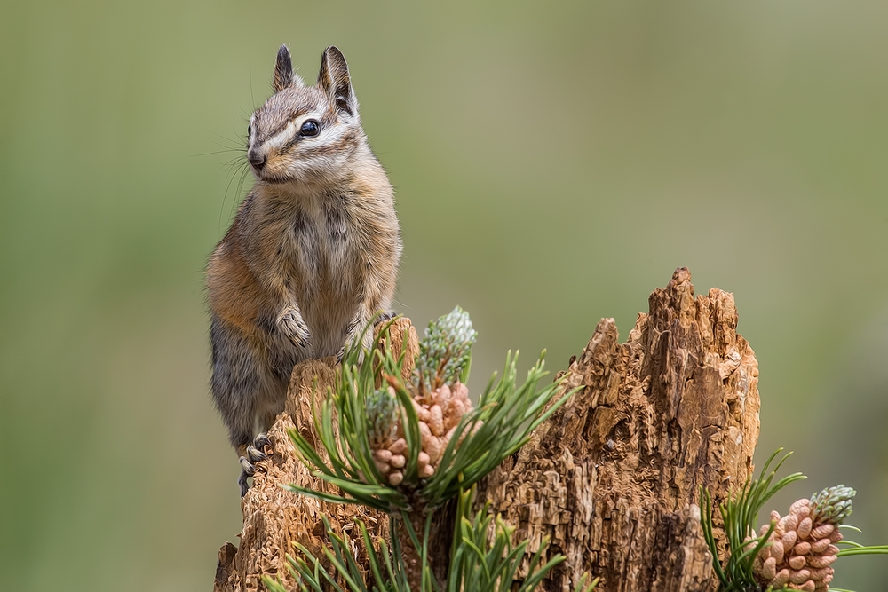 Least Chipmunk, Cabin Lake "Guzzlers," Deschutes National Forest, Near Fort Rock, Oregon