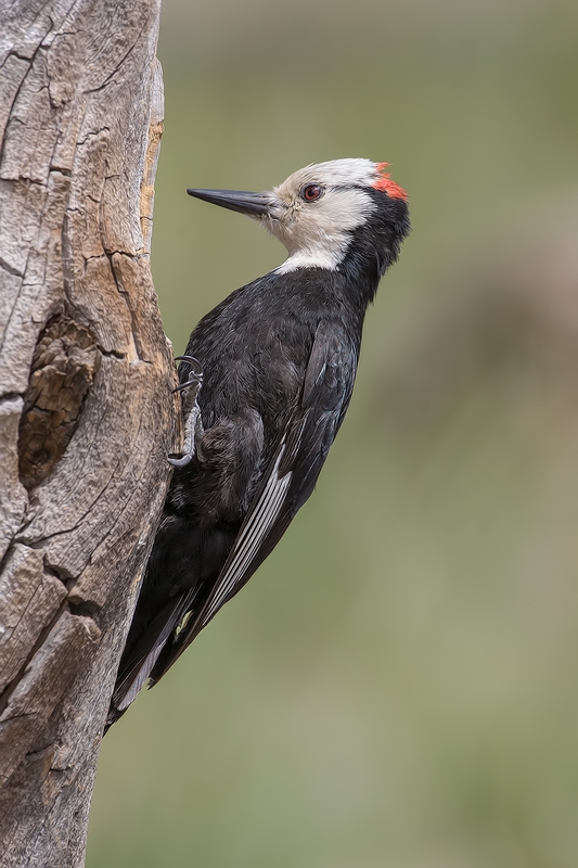 White-Headed Woodpecker (Male), Cabin Lake "Guzzlers," Deschutes National Forest, Near Fort Rock, Oregon