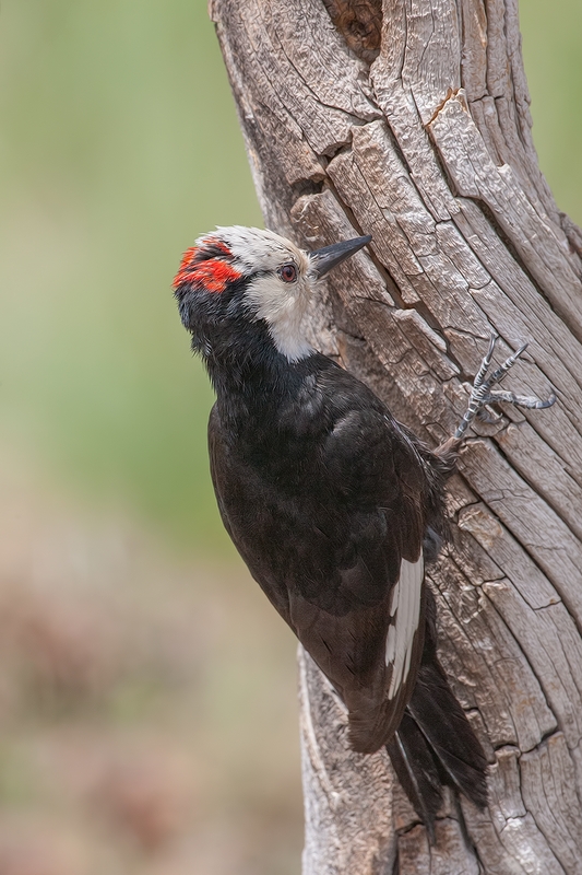 White-Headed Woodpecker (Male), Cabin Lake "Guzzlers," Deschutes National Forest, Near Fort Rock, Oregon