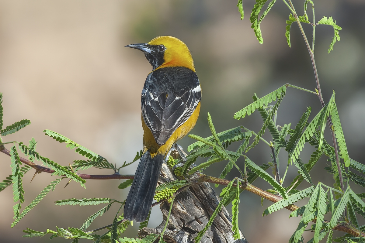 Hooded Oriole (Male), Pond at Elephant Head, Amado, Arizona