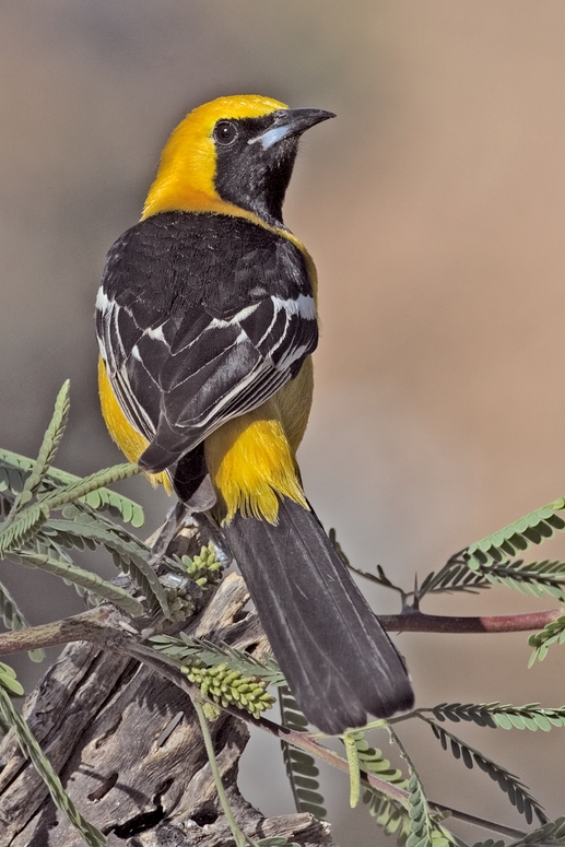 Hooded Oriole (Male), The Pond At Elephant Head, Amado, Arizona