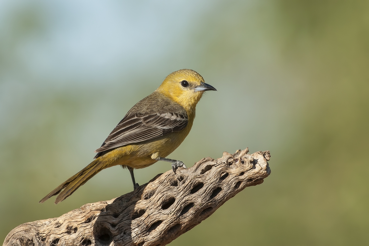 Hooded Oriole (Female), Pond at Elephant Head, Amado, Arizona