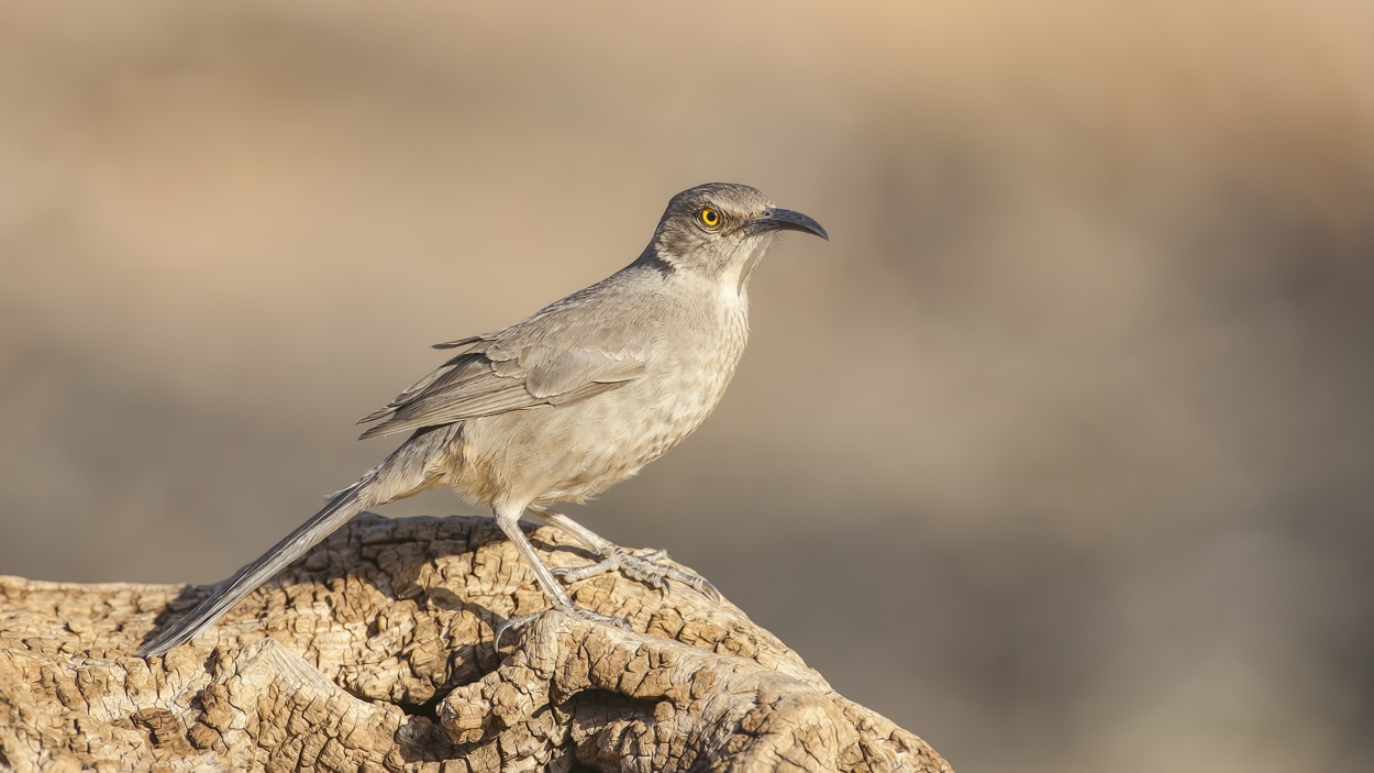 Curve-Billed Thrasher, Pond at Elephant Head, Amado, Arizona