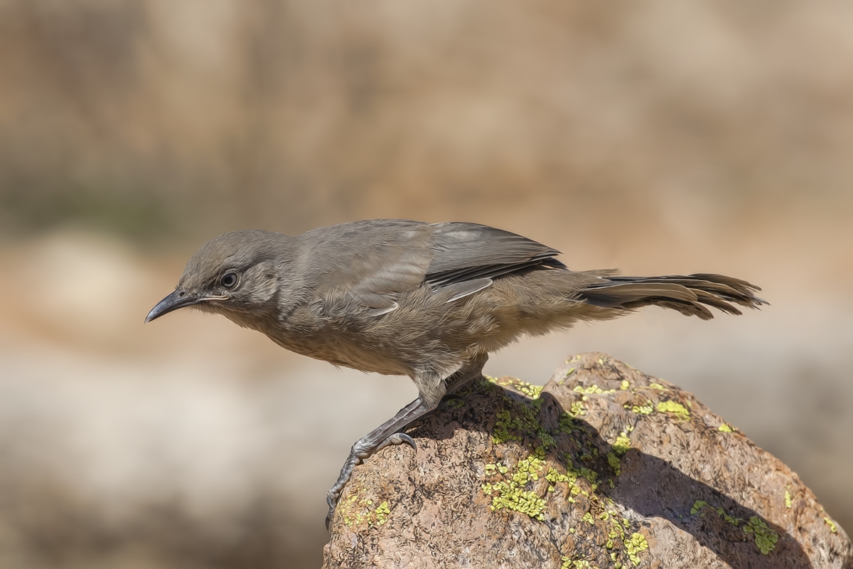 Curved-Billed Thrasher (Juvenile), Pond at Elephant Head, Amado, Arizona