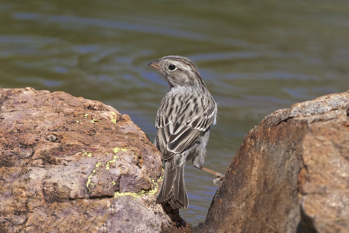 Brewer's Sparrow, Pond at Elephant Head, Amado, Arizona