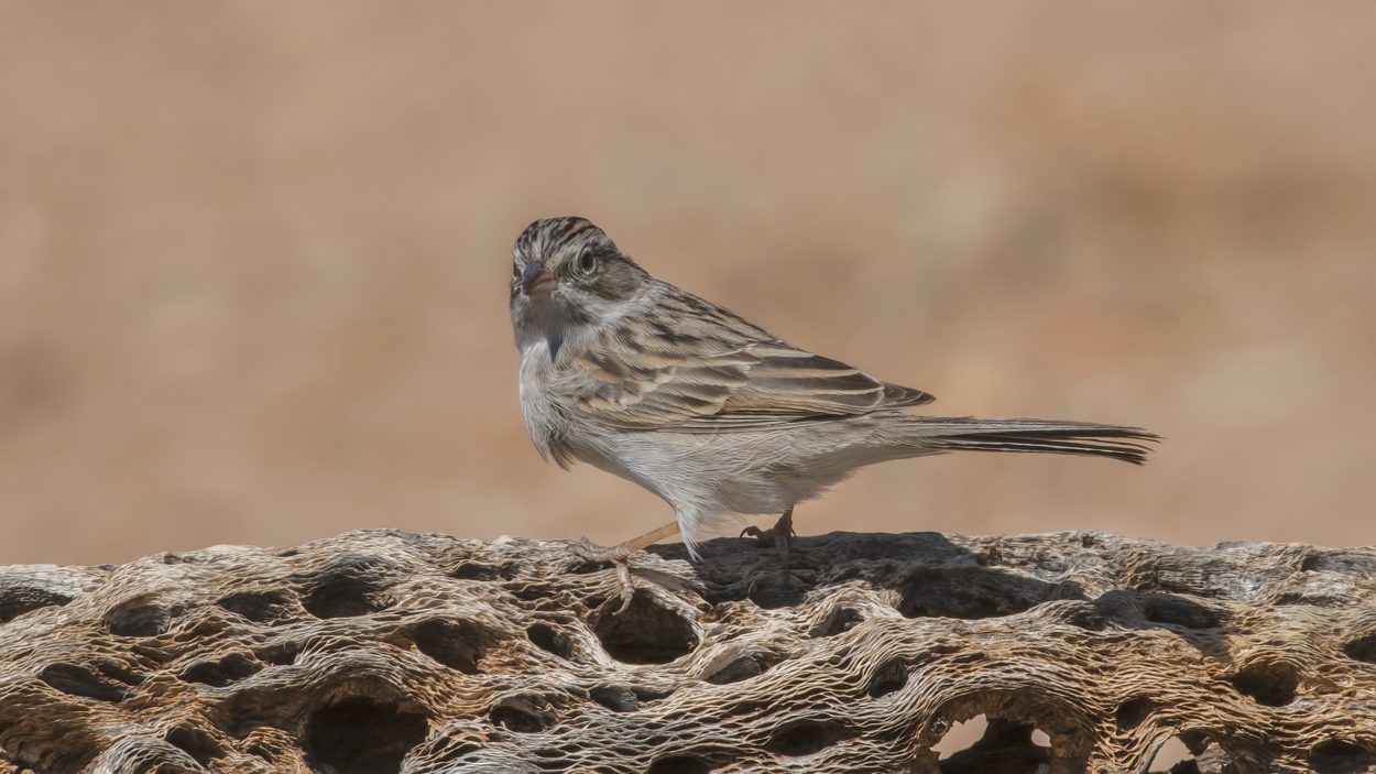 Brewer's Sparrow, Pond at Elephant Head, Amado, Arizona