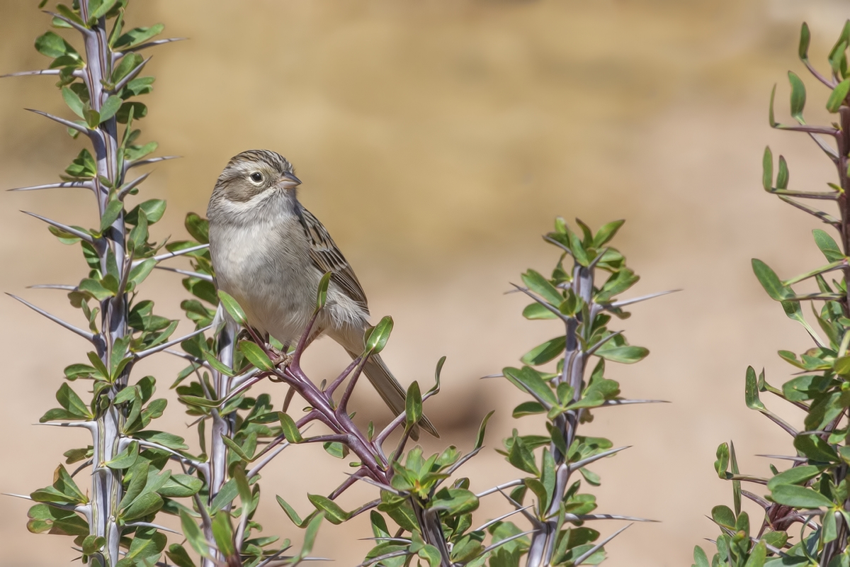 Brewer's Sparrow, Pond at Elephant Head, Amado, Arizona