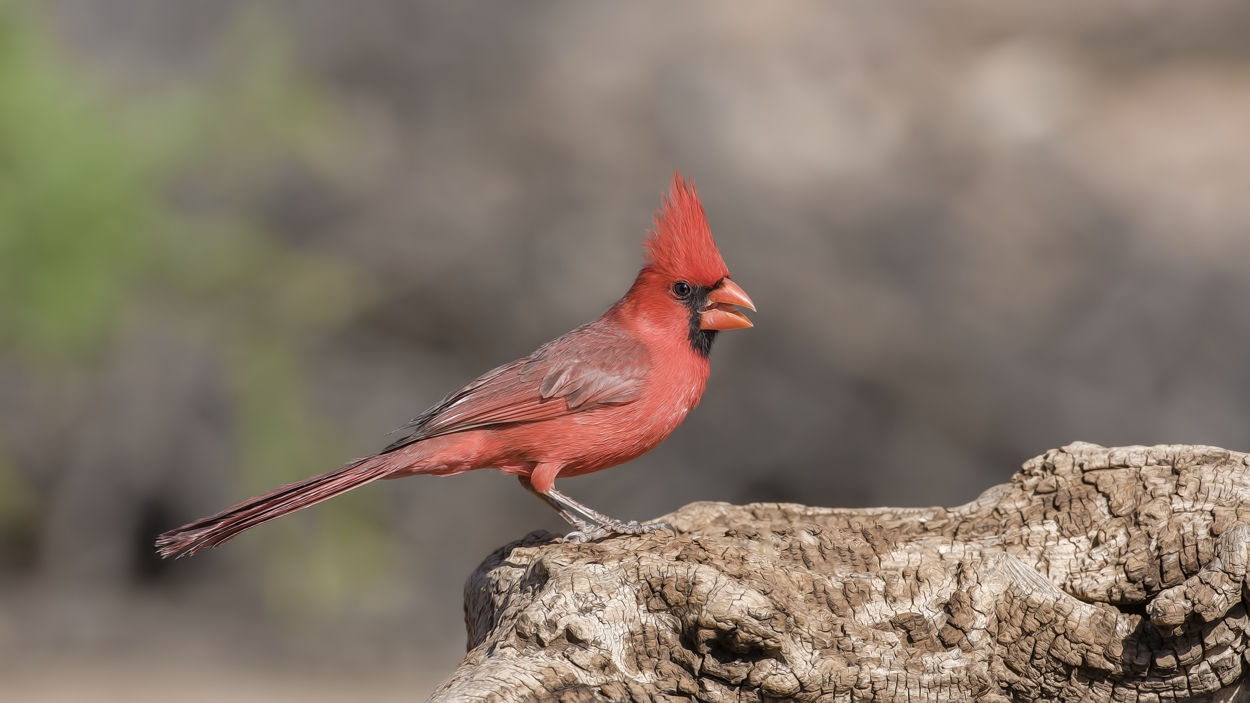 Northern Cardinal (Male), Pond at Elephant Head, Amado, Arizona