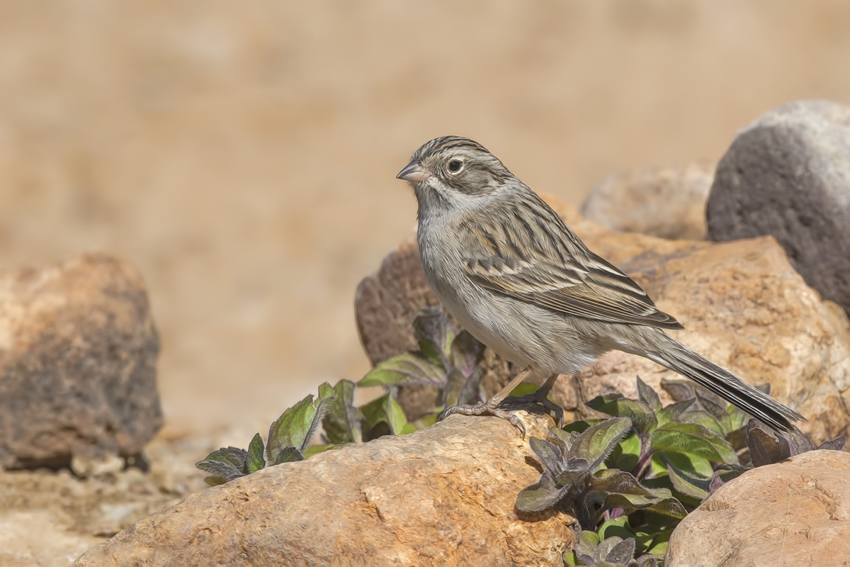 Brewer's Sparrow, Pond at Elephant Head, Amado, Arizona