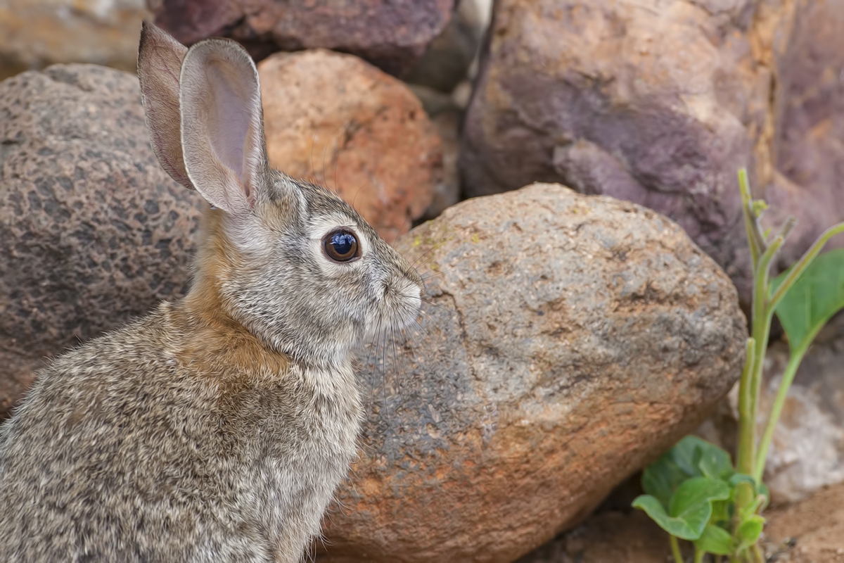 Desert Cottontail, Pond at Elephant Head, Amado, Arizona