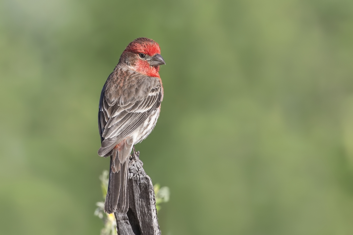 House Finch (Male), Pond at Elephant Head, Amado, Arizona