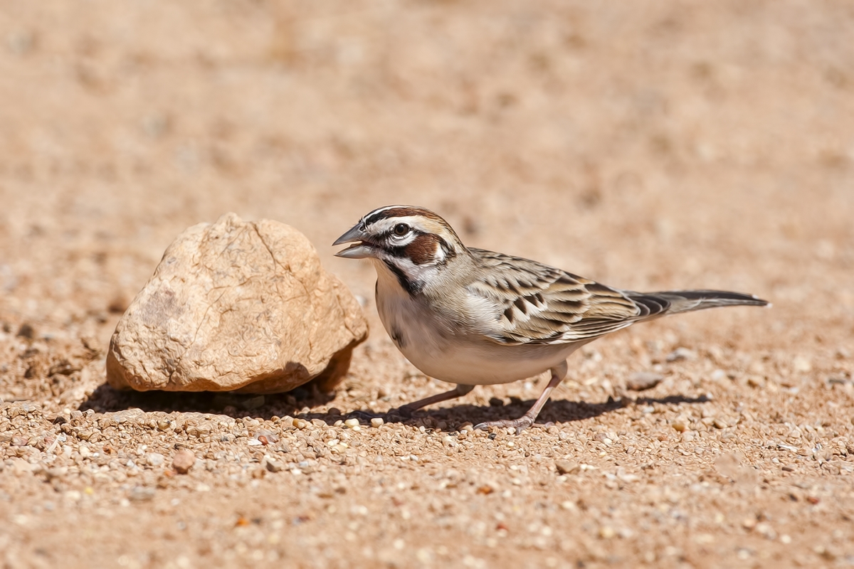 Lark Sparrow, Pond at Elephant Head, Amado, Arizona