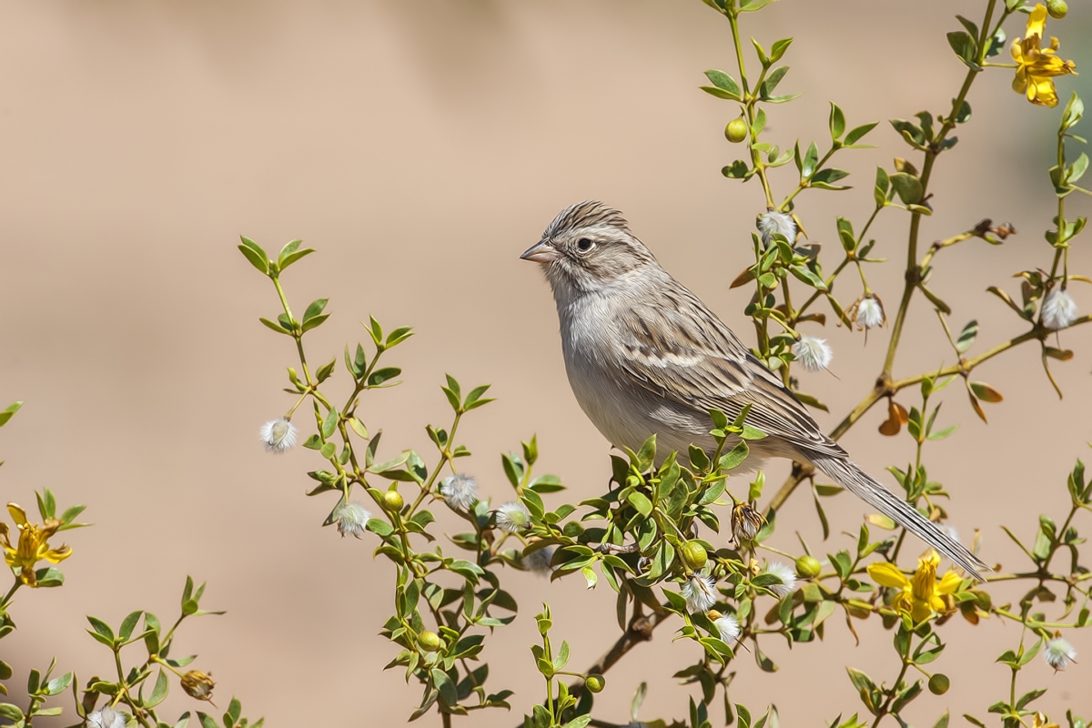 Brewer's Sparrow, Pond at Elephant Head, Amado, Arizona