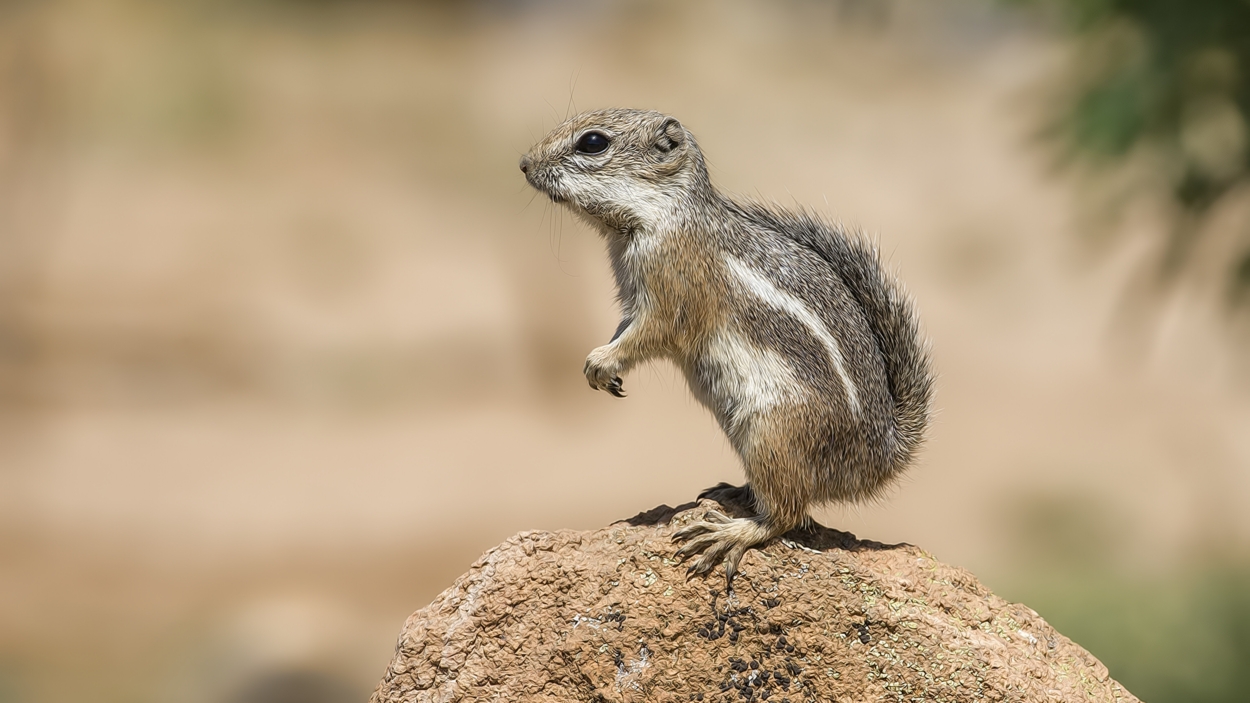 Harris's Antelope Ground Squirrel, Pond at Elephant Head, Amado, Arizona