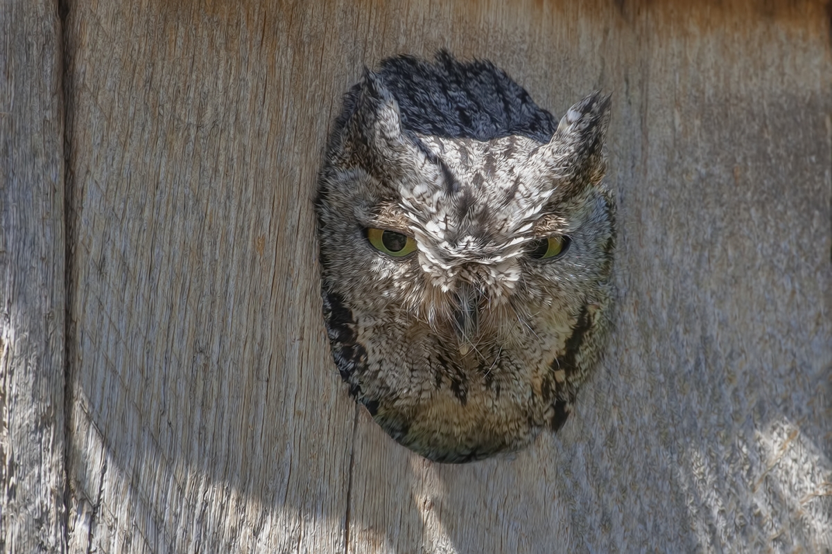 Western Screech-Owl, Pond at Elephant Head, Amado, Arizona