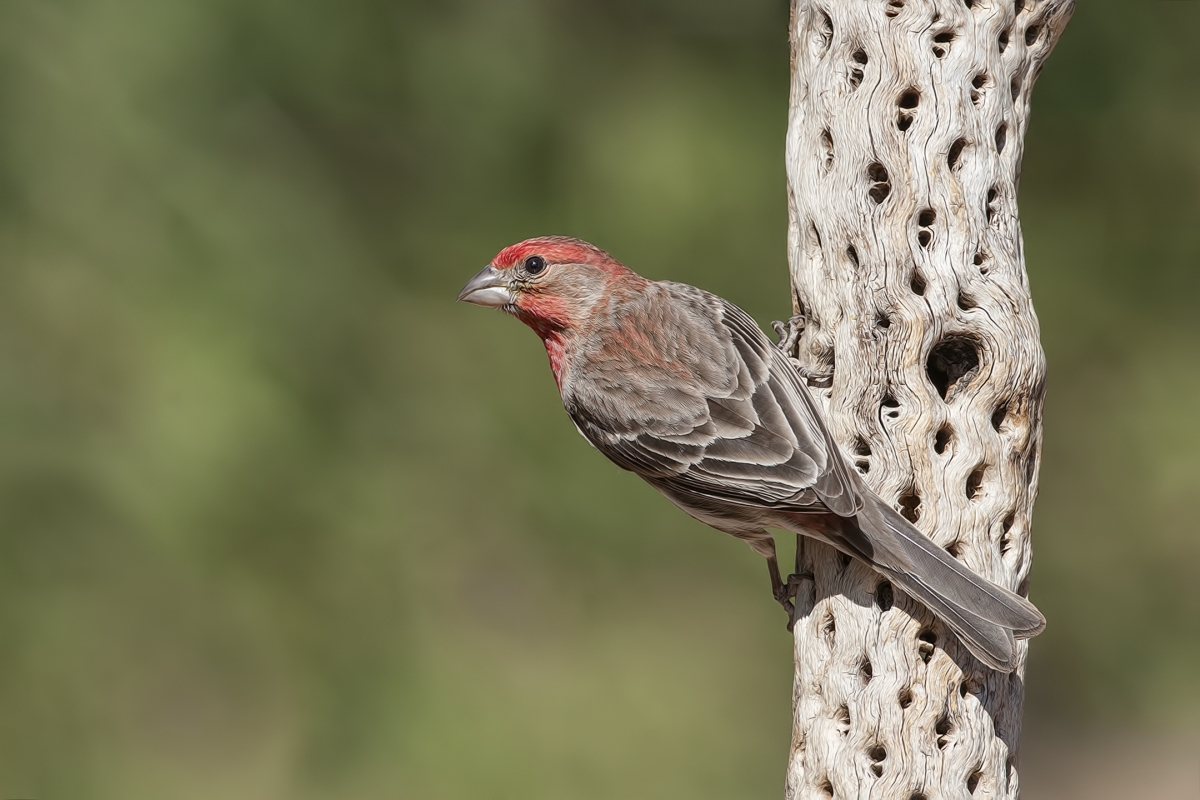 House Finch (Male), Pond at Elephant Head, Amado, Arizona