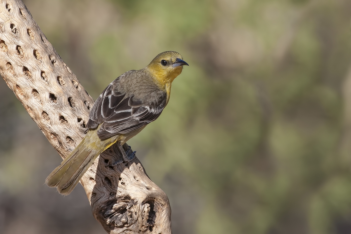 Hooded Oriole (Female), Pond at Elephant Head, Amado, Arizona