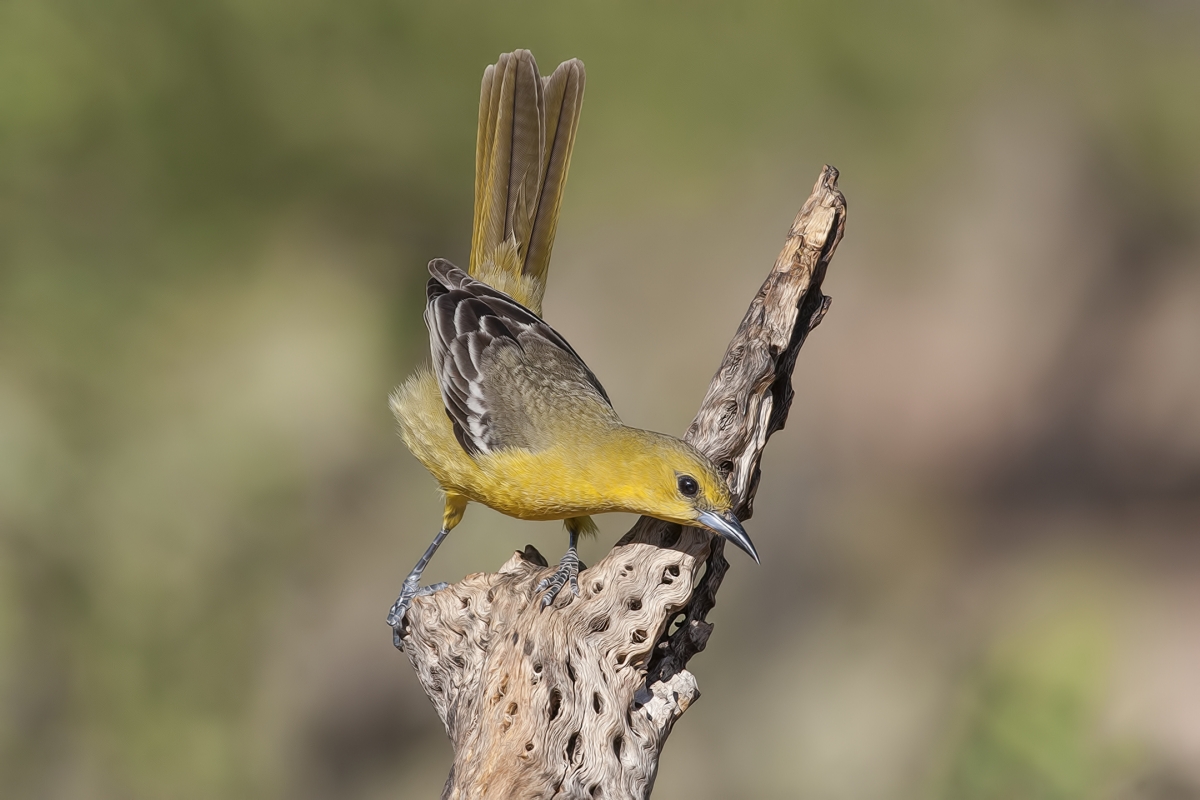 Hooded Oriole (Female), Pond at Elephant Head, Amado, Arizona