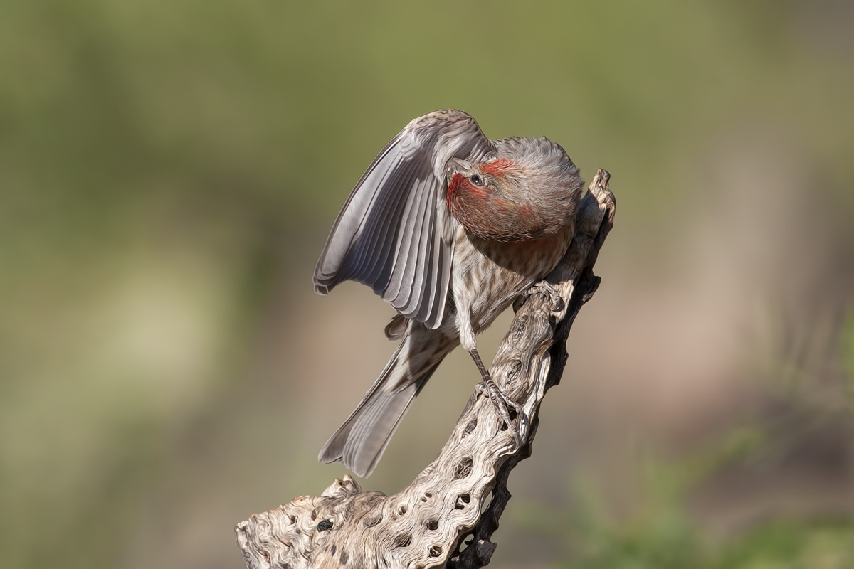 House Finch (Male), Pond at Elephant Head, Amado, Arizona