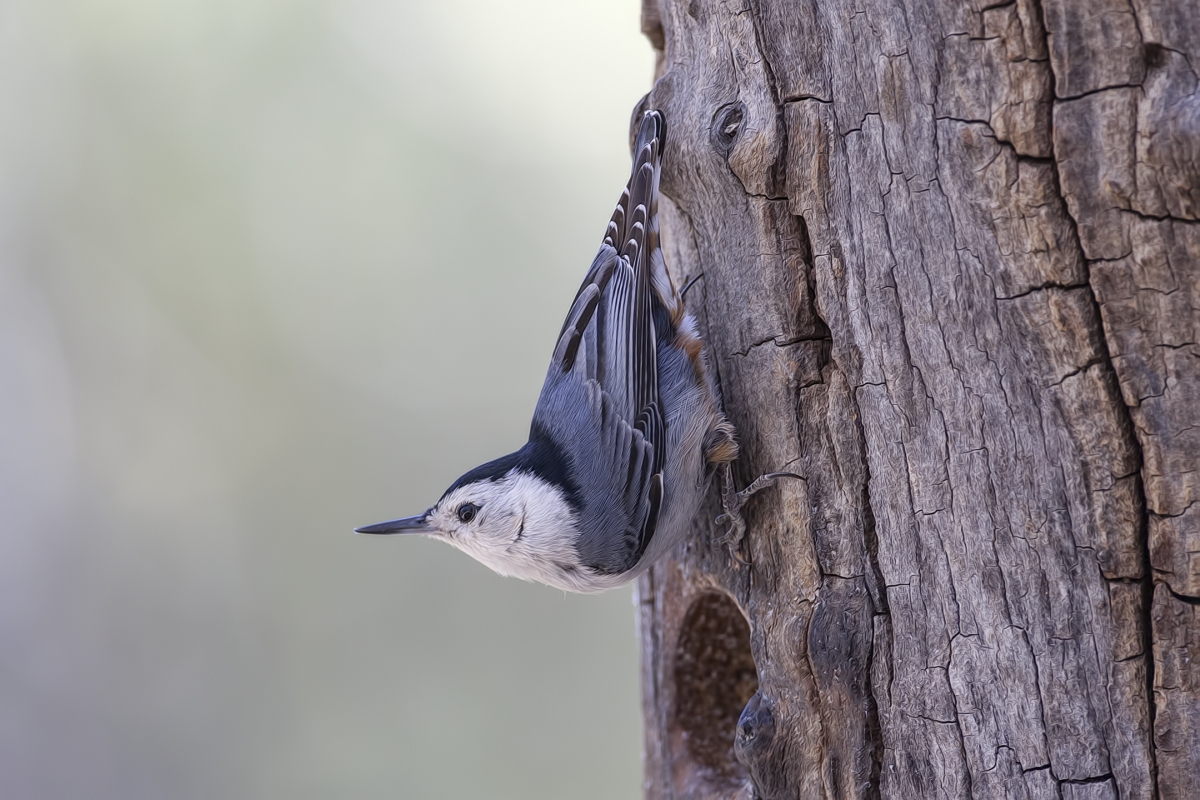 White-Breasted Nuthatch, Drip at Madera Canyon, Near Green Valley, Arizona