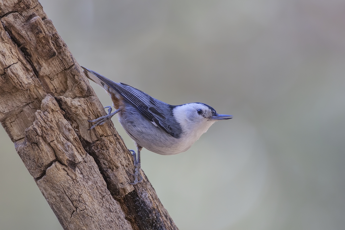 White-Breasted Nuthatch, Drip at Madera Canyon, Near Green Valley, Arizona