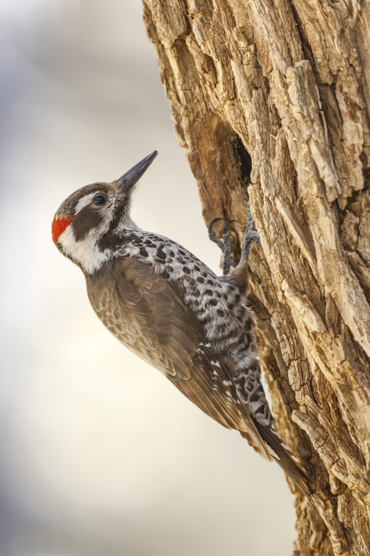 Arizona Woodpecker (Male), Drip at Madera Canyon, Near Green Valley, Arizona