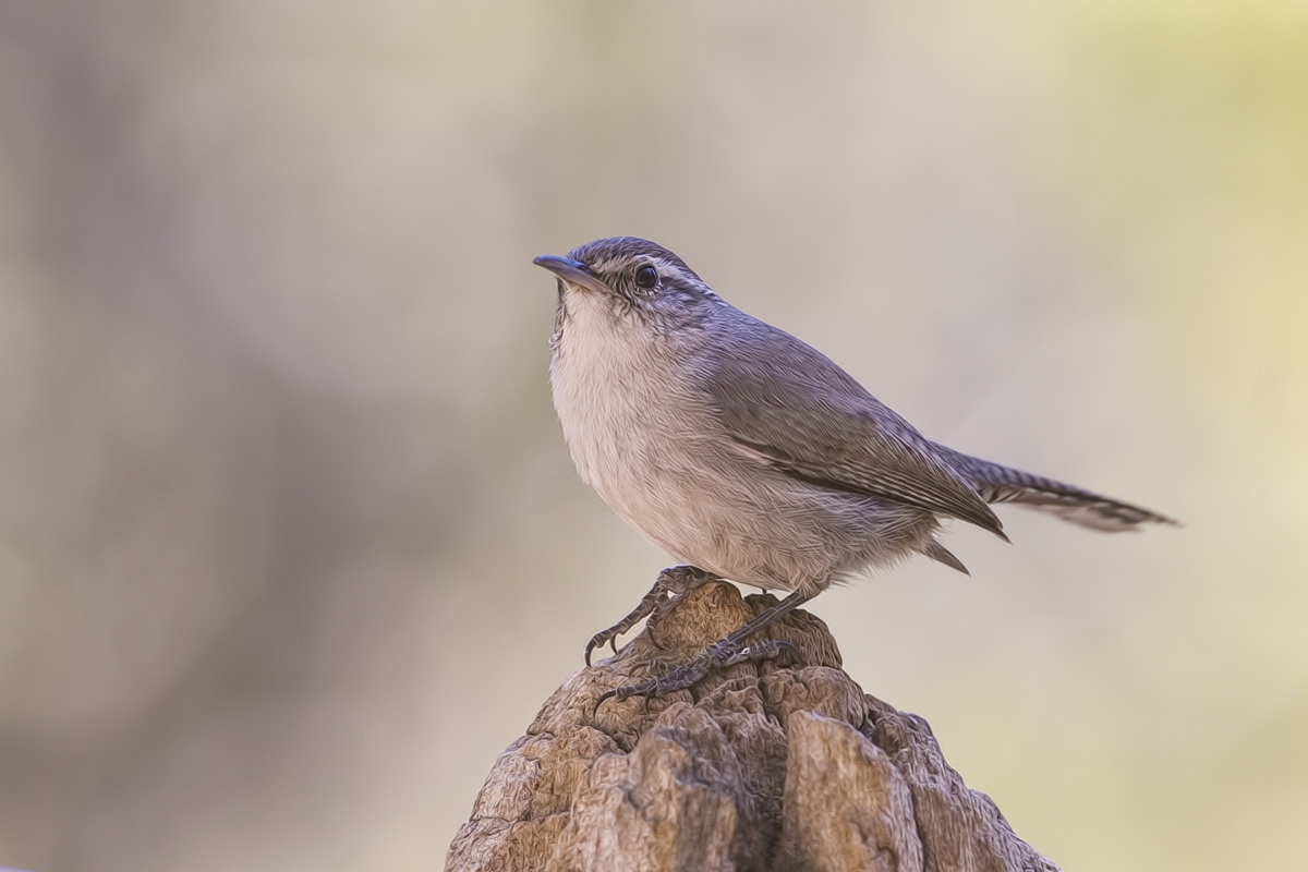 Southwest Bewick's Wren, Drip at Madera Canyon, Near Green Valley, Arizona