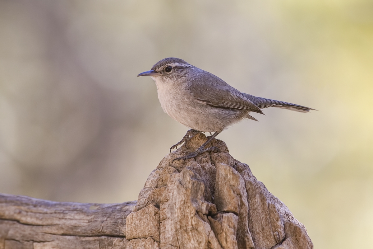 Southwest Bewick's Wren, Drip at Madera Canyon, Near Green Valley, Arizona