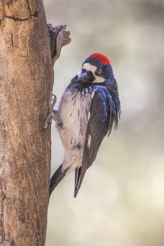 Acorn Woodpecker (Male), Drip at Madera Canyon, Near Green Valley, Arizona