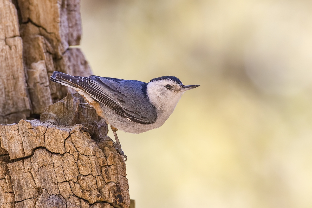 White-Breasted Nuthatch, Drip at Madera Canyon, Near Green Valley, Arizona