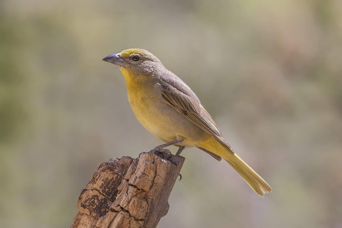 Hepatic Tanager (Female), Drip at Madera Canyon, Near Green Valley, Arizona