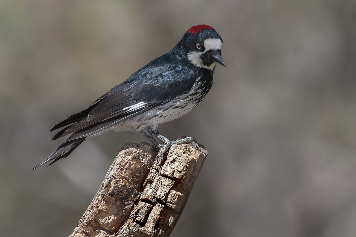 Acorn Woodpecker (Male), Drip at Madera Canyon, Near Green Valley, Arizona