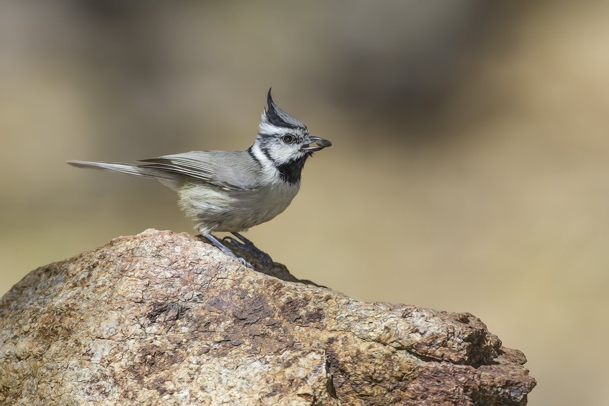 Bridled Titmouse, Drip at Madera Canyon, Near Green Valley, Arizona