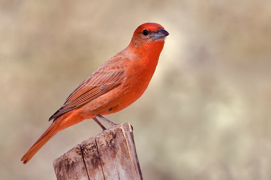 Hepatic Tanager (Male), The Drip At Madera Canyon, Near Green Valley, Arizona