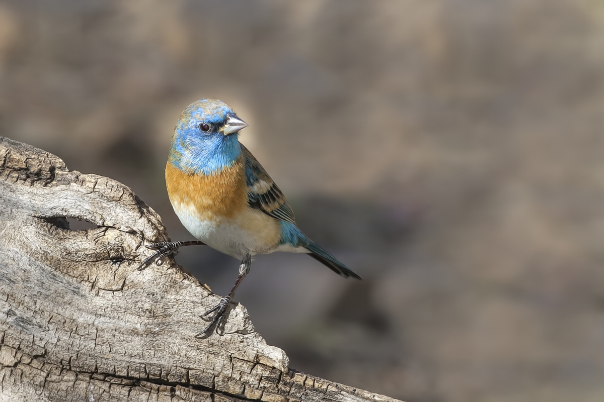 Lazuli Bunting, Drip at Madera Canyon, Near Green Valley, Arizona